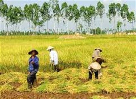 Vietnam se dirige a una administración eficiente de la tierra cultivable