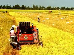 Vietnam se esfuerza por construir el nuevo campo