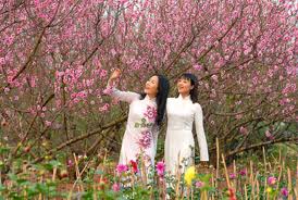 Em ơi, mùa xuân đến rồi đó- Llegó la primavera, mi cariño!