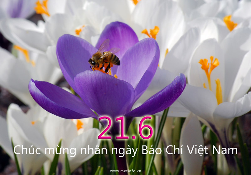 En florecimiento la prensa vietnamita tras más de 20 años del Doi moi