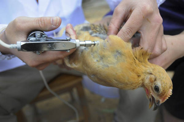 Casos contagiados con gripe aviar H7N9 en China ascendieron a 60