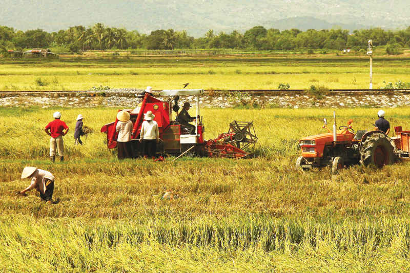 Mecanización agrícola contribuye a mejorar la producción de arroz en la llanura del Río Mekong
