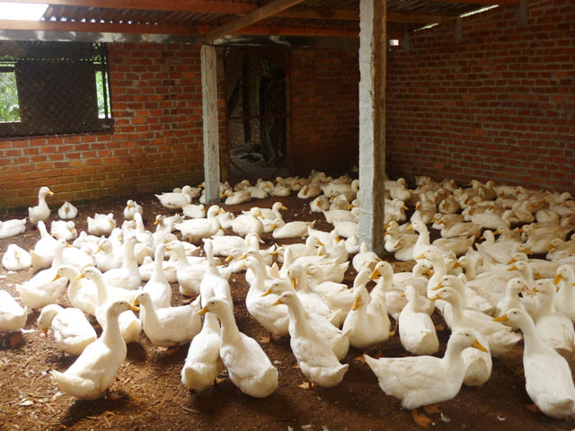 Chequean 4 años de iniciativa estadounidense sobre prevención de epidemias en Vietnam