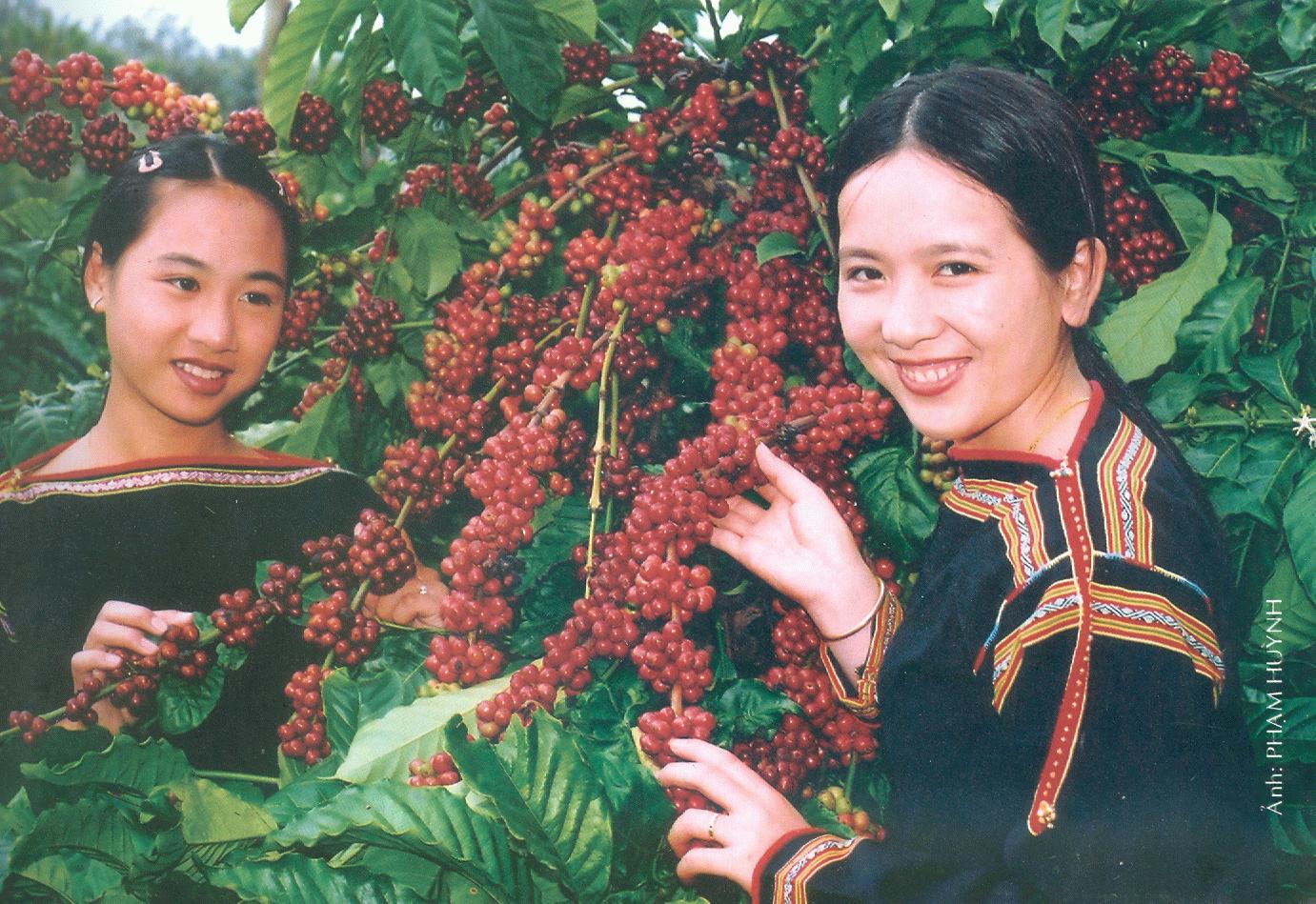 Vigoriza papel de Tay Nguyen en desarrollo de Triángulo de Desarrollo