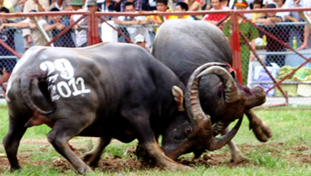 Decretan lidia de búfalo Do Son Patrimonio cultural inmaterial de Vietnam