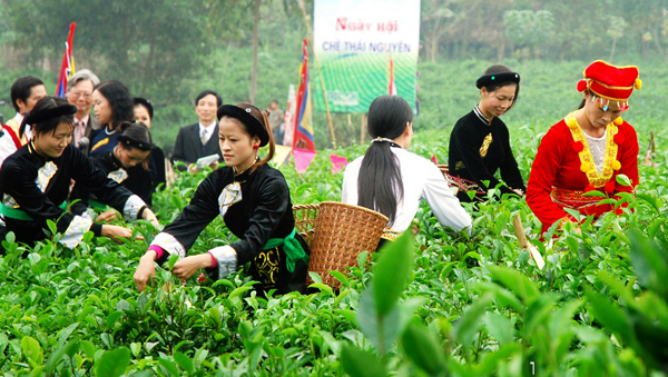 Inauguran Festival Internacional de Té en Thai Nguyen