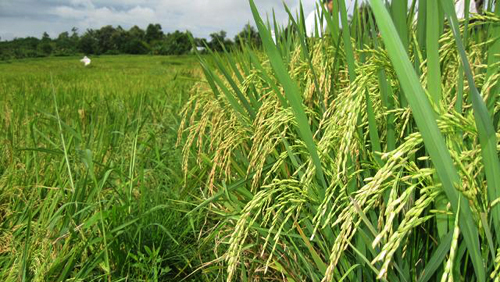 Residentes de Ea Tu se unen para transformar campo y preservar la cultura