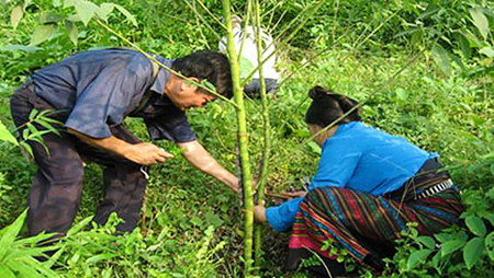 Construcción de nuevas áreas campestres en comuna norteña de Huoi Leng