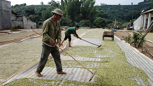 Dien Bien, provincia pionera en innovador modelo de nuevo campo