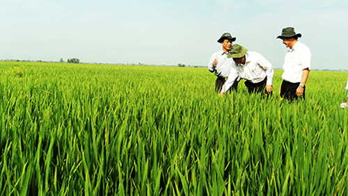 Nueva fisonomía rural en aldea de Thay Ky, en ciudad de Can Tho