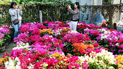Aldea de floricultura se prepara para Año Nuevo Lunar