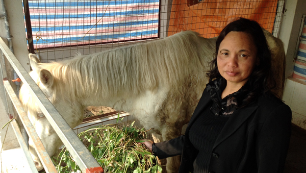 Proeza de la reina vietnamita del corcel blanco