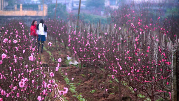 Ambiente del Tet en mercado de flores de Quang An