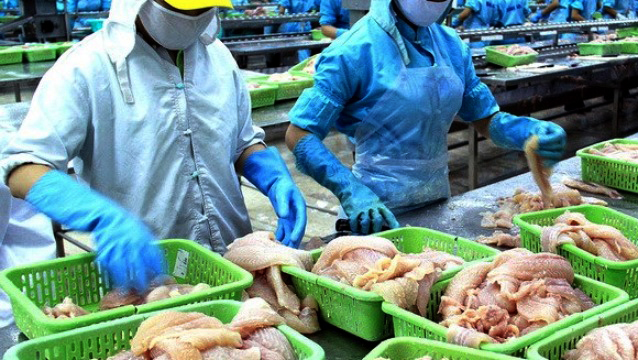 Congreso norteamericano dificulta la venta de pescados sin escamas de Vietnam