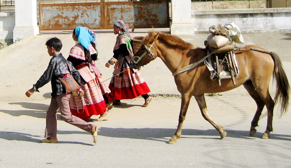 El caballo en la vida de montañeses en el Noroeste de Vietnam