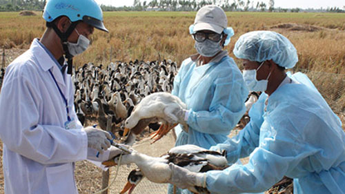 Forman equipos de prevención de gripe aviar A/H7N9 en localidades vietnamitas
