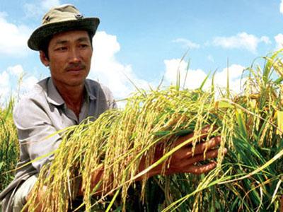 Capacitarán fuerzas agrícolas en Ciudad Ho Chi Minh
