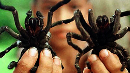 Pueden paladear insectos comestibles en Hanoi?