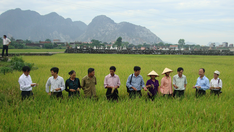 Grupo Anónimo de Materiales e Insumos Agrícolas de Nghe An, pionero en construcción de nuevo campo