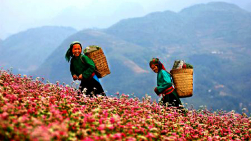 Meseta de piedra Dong Van registra aumento drástico del número de turistas