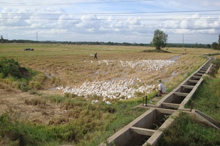 Tay Ninh optimiza potencialidades en la edificación del nuevo campo