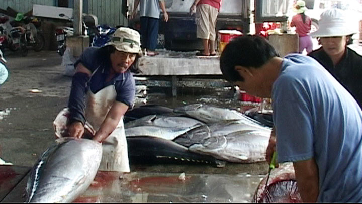 Provincia de Phu Yen aplica modelos de procesamiento de atún en cadenas de valor