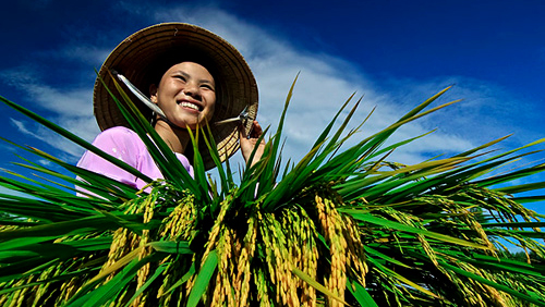 Exportación vietnamita representa señales positivas en la primera mitad del año