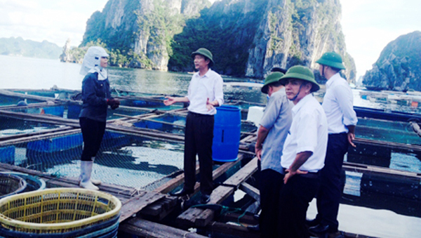 Buenos preparativos de provincia de Quang Ninh para enfrentar el tifón Rammasun