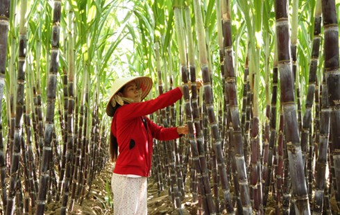 Edificación del nuevo campo en Gia Lai: Cambios basados en ventajas existentes