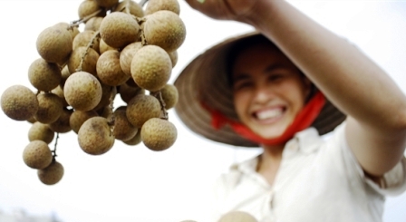 Despierta el potencial de la fruta de longan en la nueva ruralidad de Hung Yen