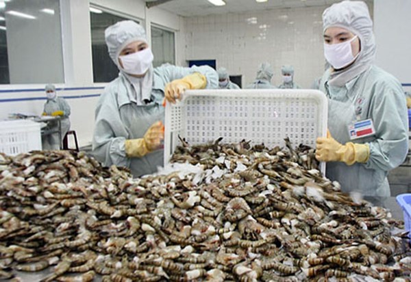 Crece exportación de camarón de Vietnam