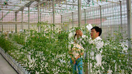 Avances tecnológicos en la agricultura en Ciudad Ho Chi Minh