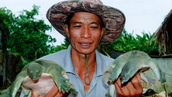 Administrador abanderado en cría de tortugas