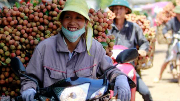 Lichis y longans vietnamitas en Estados Unidos a finales de 2014