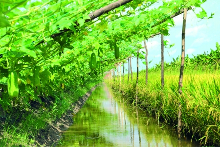 El modelo “3 en 1” ayuda a agricultores de Yen Khanh a salir de la pobreza