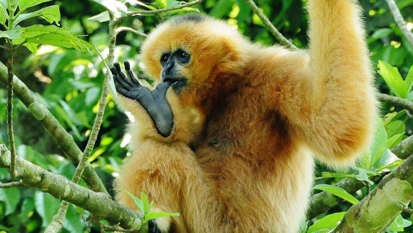 Atractivo trayecto de experimentaciónón en bosque Cuc Phuong