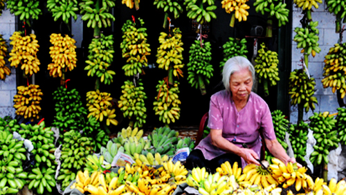Modelo del cultivo de banano en Son La ayuda a la población a salir de la pobreza