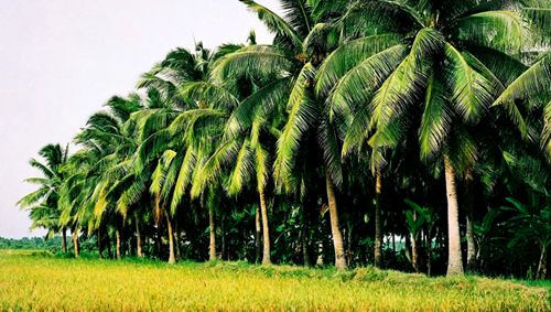 Provincia Ben Tre busca más eficacia comercial e inversionista