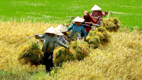 Impulsan Vietnam exportación con vistas a cadena de valores añadidos