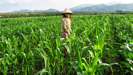 Cambio de cultivo alivia la pobreza en Bac Kan