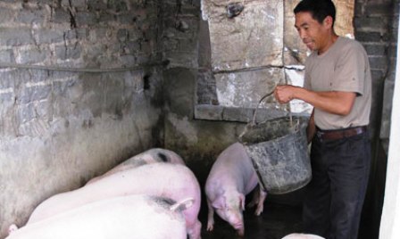 Ganadería bovina ayuda el asentamiento de vietnamitas desafortunados