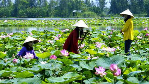 Reestructuración agrícola en Dong Thap