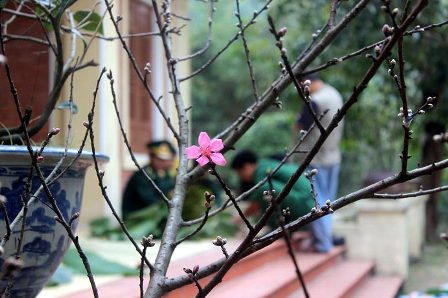 Ofrendar tortas tradicionales al general Vo Nguyen Giap