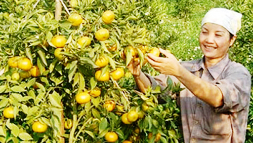 Construcción del nuevo campo a través del cultivo de naranjas