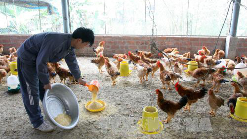 Prensa alemana encomia logros socioeconómicos de Vietnam