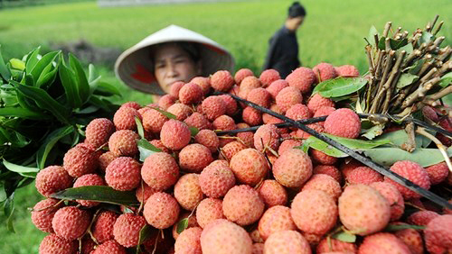 Lichis vietnamitas conquistan el paladar de los franceses
