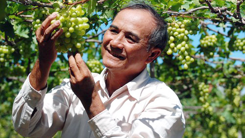 Viticultura en desarrollo ecoturístico en Ninh Thuan