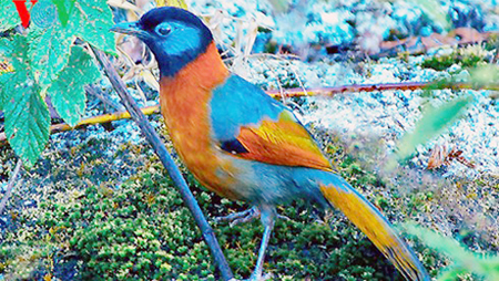Especies de aves preciosas en Vietnam
