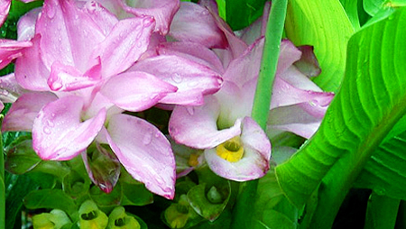 Flores raras en parque nacional Lo Go – Xa Mat