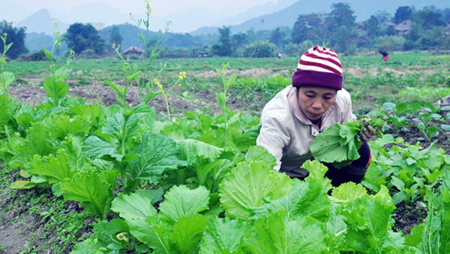 Dong Ha - primera comarca del nuevo campo en la provincia de Ha Giang
